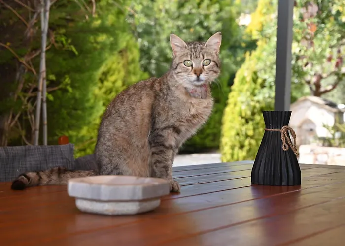 Mouses Apartments-kardamyli