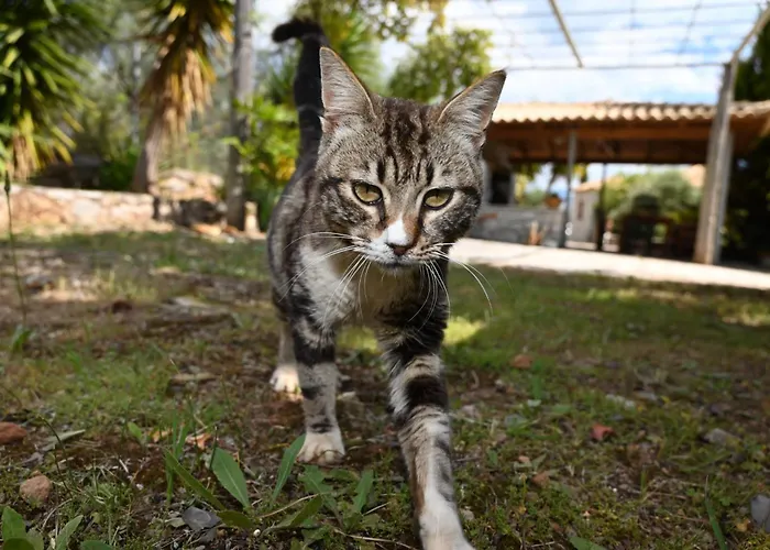 Mouses Apartments-kardamyli *