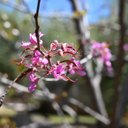 Hébergement de vacances Mouses Apartments-kardamyli