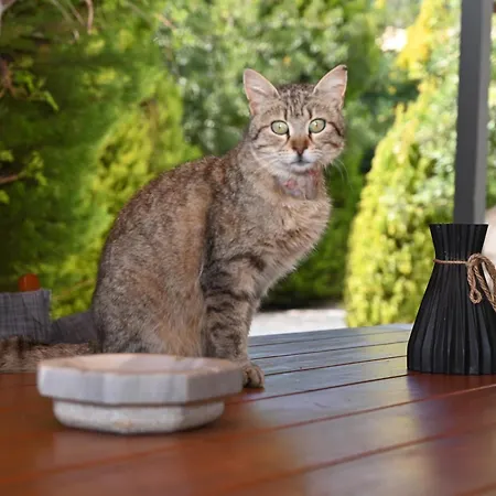 Mouses Apartments-kardamyli