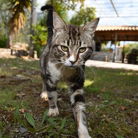 Mouses Apartments-kardamyli *