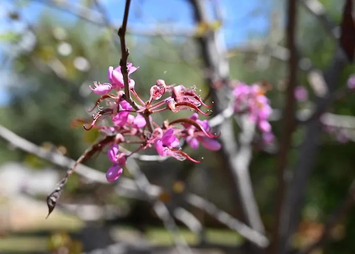 Vakantiehuis Mouses Apartments-kardamyli