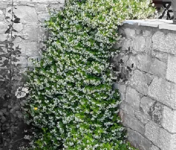 Mouses Apartments-kardamyli * Kardhamili